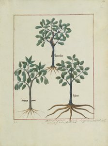 Illustration du Livre des Simples Médecines par Mattheaus Platearius (d.c.1161) c.1470 - Robinet Testard